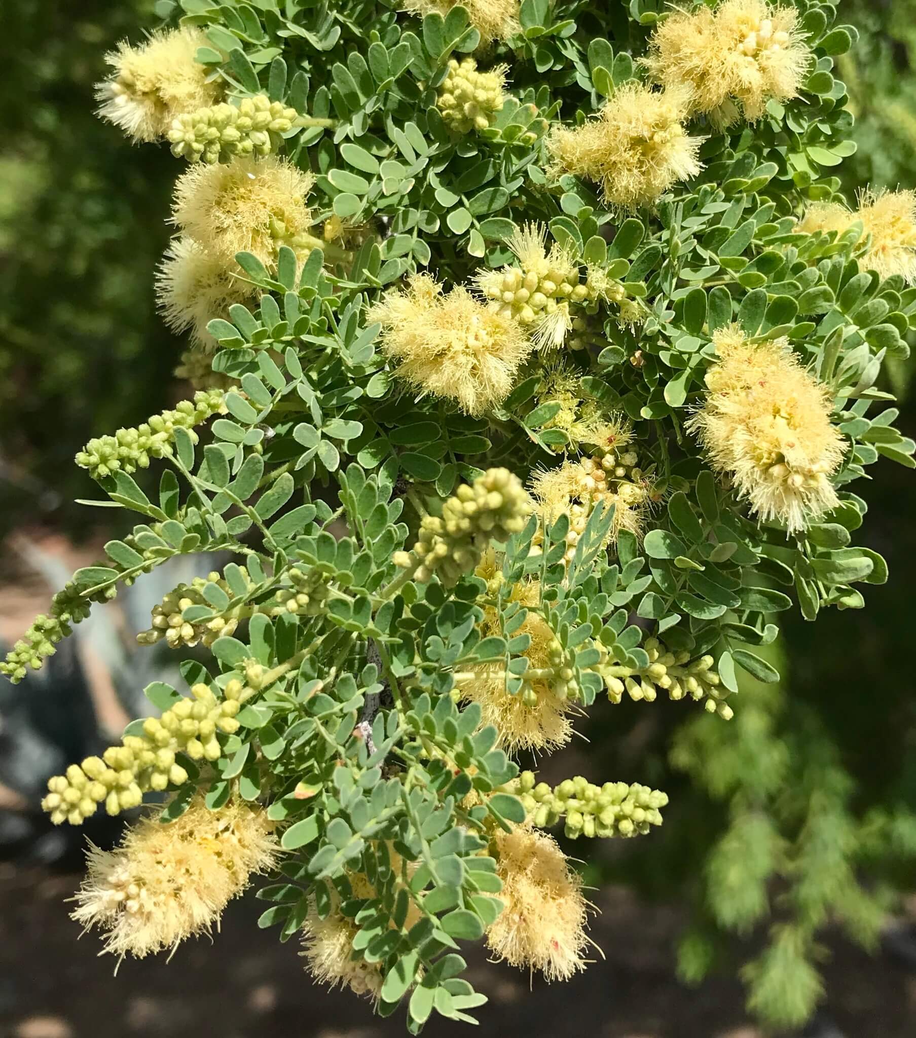 Acacia greggii